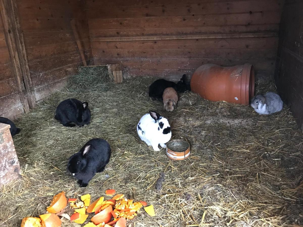 Pony-Ziegen-Hasen-Ranch Bichlbach Appartement Buitenkant foto