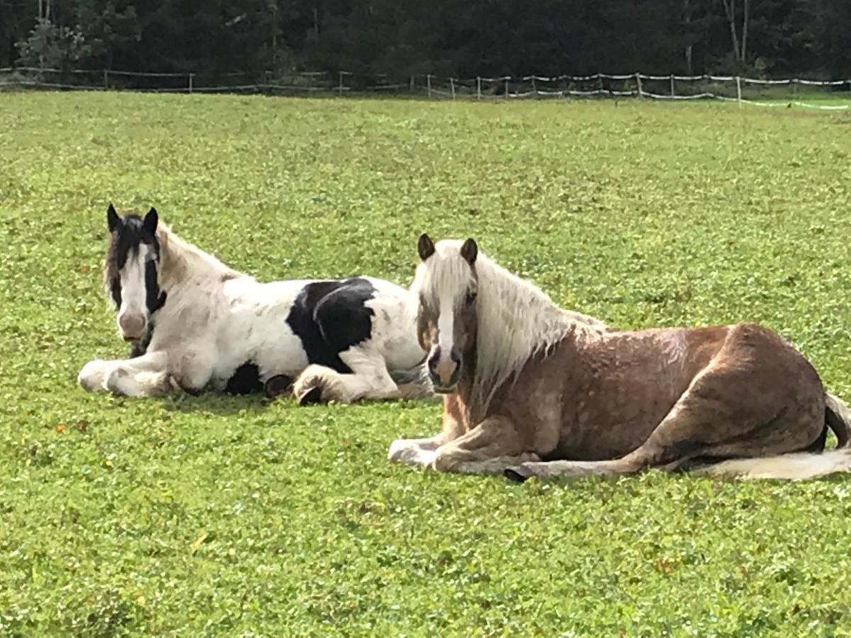 Pony-Ziegen-Hasen-Ranch Bichlbach Appartement Buitenkant foto